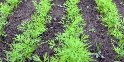 Кога да засадете семената на копчетата през пролетта на открито